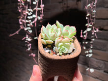 Load image into Gallery viewer, Set Z (rooted with pot) | 组合Z (已服盆)