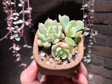 Load image into Gallery viewer, Set Z (rooted with pot) | 组合Z (已服盆)