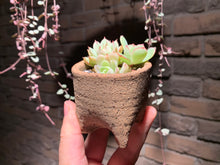 Load image into Gallery viewer, Set Z (rooted with pot) | 组合Z (已服盆)