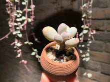 Load image into Gallery viewer, Set Z (rooted with pot) | 组合Z (已服盆)