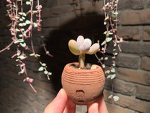 Load image into Gallery viewer, Set Z (rooted with pot) | 组合Z (已服盆)