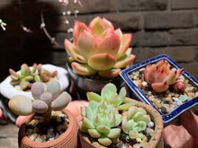 Load image into Gallery viewer, Set Z (rooted with pot) | 组合Z (已服盆)