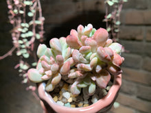 Load image into Gallery viewer, Set AA (rooted with pot) | 组合AA (已服盆)