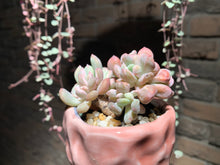 Load image into Gallery viewer, Set AA (rooted with pot) | 组合AA (已服盆)