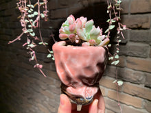 Load image into Gallery viewer, Set AA (rooted with pot) | 组合AA (已服盆)