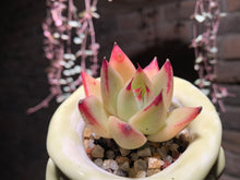 Load image into Gallery viewer, Set AA (rooted with pot) | 组合AA (已服盆)