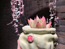 Load image into Gallery viewer, Set AA (rooted with pot) | 组合AA (已服盆)