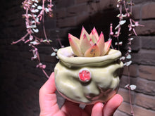 Load image into Gallery viewer, Set AA (rooted with pot) | 组合AA (已服盆)