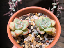 Load image into Gallery viewer, Set AA (rooted with pot) | 组合AA (已服盆)