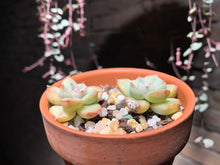 Load image into Gallery viewer, Set AA (rooted with pot) | 组合AA (已服盆)