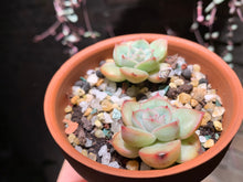 Load image into Gallery viewer, Set AA (rooted with pot) | 组合AA (已服盆)
