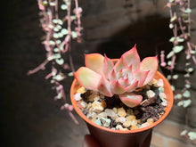 Load image into Gallery viewer, Set AA (rooted with pot) | 组合AA (已服盆)