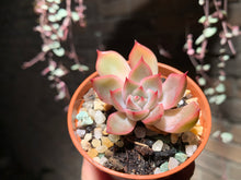 Load image into Gallery viewer, Set AA (rooted with pot) | 组合AA (已服盆)