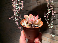 Load image into Gallery viewer, Set AA (rooted with pot) | 组合AA (已服盆)