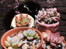 Load image into Gallery viewer, Set AA (rooted with pot) | 组合AA (已服盆)