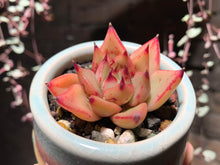 Load image into Gallery viewer, Set AB (rooted with pot) | 组合AB (已服盆)