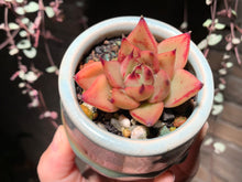 Load image into Gallery viewer, Set AB (rooted with pot) | 组合AB (已服盆)