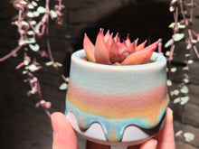 Load image into Gallery viewer, Set AB (rooted with pot) | 组合AB (已服盆)