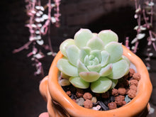 Load image into Gallery viewer, Set AB (rooted with pot) | 组合AB (已服盆)