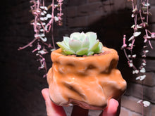 Load image into Gallery viewer, Set AB (rooted with pot) | 组合AB (已服盆)