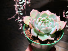 Load image into Gallery viewer, Set AB (rooted with pot) | 组合AB (已服盆)