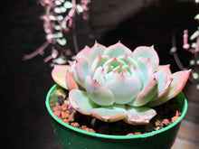 Load image into Gallery viewer, Set AB (rooted with pot) | 组合AB (已服盆)