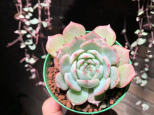 Load image into Gallery viewer, Set AB (rooted with pot) | 组合AB (已服盆)