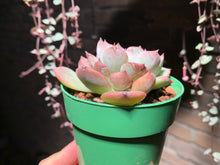 Load image into Gallery viewer, Set AB (rooted with pot) | 组合AB (已服盆)