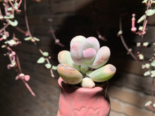 Load image into Gallery viewer, Set AB (rooted with pot) | 组合AB (已服盆)