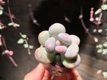 Load image into Gallery viewer, Set AB (rooted with pot) | 组合AB (已服盆)