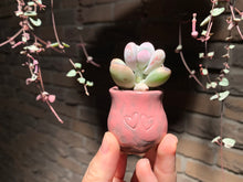 Load image into Gallery viewer, Set AB (rooted with pot) | 组合AB (已服盆)