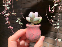 Load image into Gallery viewer, Set AB (rooted with pot) | 组合AB (已服盆)