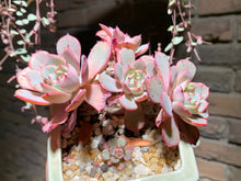 Load image into Gallery viewer, Set AB (rooted with pot) | 组合AB (已服盆)