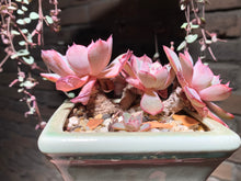 Load image into Gallery viewer, Set AB (rooted with pot) | 组合AB (已服盆)