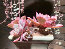 Load image into Gallery viewer, Set AB (rooted with pot) | 组合AB (已服盆)