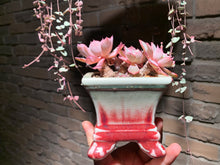 Load image into Gallery viewer, Set AB (rooted with pot) | 组合AB (已服盆)