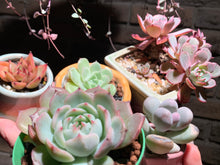 Load image into Gallery viewer, Set AB (rooted with pot) | 组合AB (已服盆)