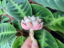 Load image into Gallery viewer, Echeveria Pretty in Pink image