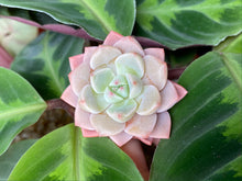 Load image into Gallery viewer, Echeveria Pretty flower