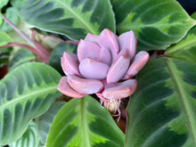 Load image into Gallery viewer, Graptoveria Debbie flower