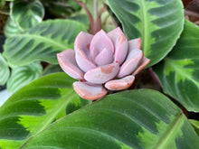 Load image into Gallery viewer, Graptoveria Debbie image