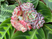Load image into Gallery viewer, Echeveria Laulensis