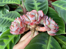 Load image into Gallery viewer, Echeveria Laulensis flower