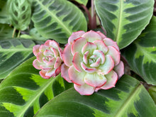 Load image into Gallery viewer, Echeveria Laulensis