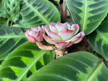 Load image into Gallery viewer, Echeveria Laulensis image