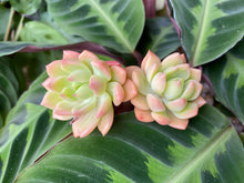 Load image into Gallery viewer, Sedeveria Markus