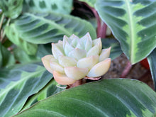 Load image into Gallery viewer, Echeveria moon fairy flower
