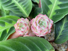 Load image into Gallery viewer, Echeveria Charlesrose - Cluster