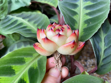 Load image into Gallery viewer, Echeveria Moon Stone image