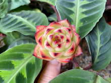 Load image into Gallery viewer, Echeveria Moon Stone